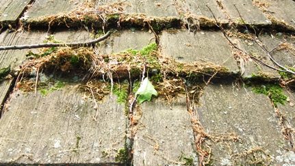 Moss on Cedar